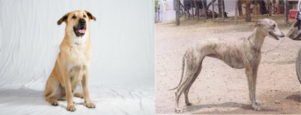 Rampur Greyhound vs Chinook - Breed Comparison