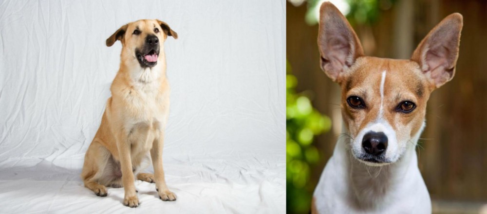 Rat Terrier vs Chinook - Breed Comparison