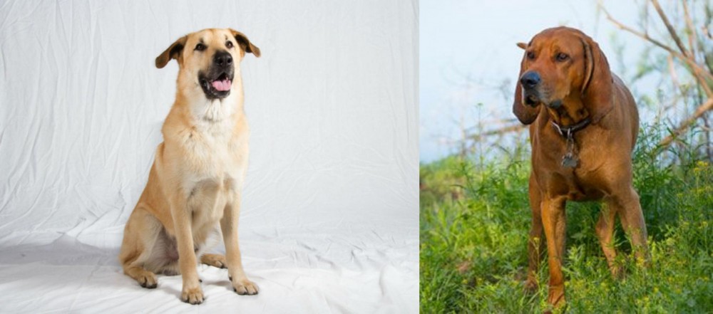 Redbone Coonhound vs Chinook - Breed Comparison