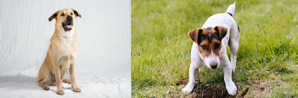 Russell Terrier vs Chinook - Breed Comparison