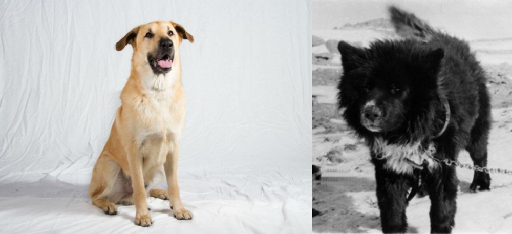 Sakhalin Husky vs Chinook - Breed Comparison