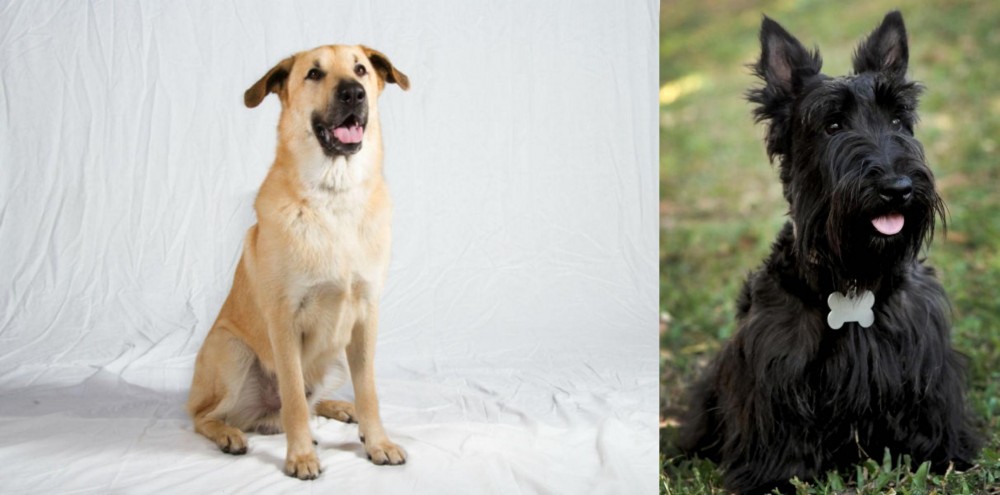Scoland Terrier vs Chinook - Breed Comparison