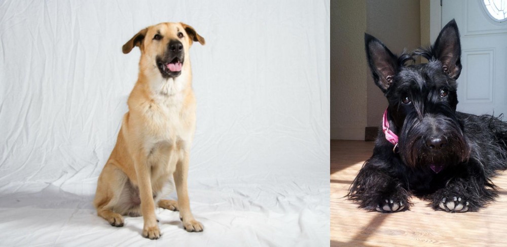 Scottish Terrier vs Chinook - Breed Comparison