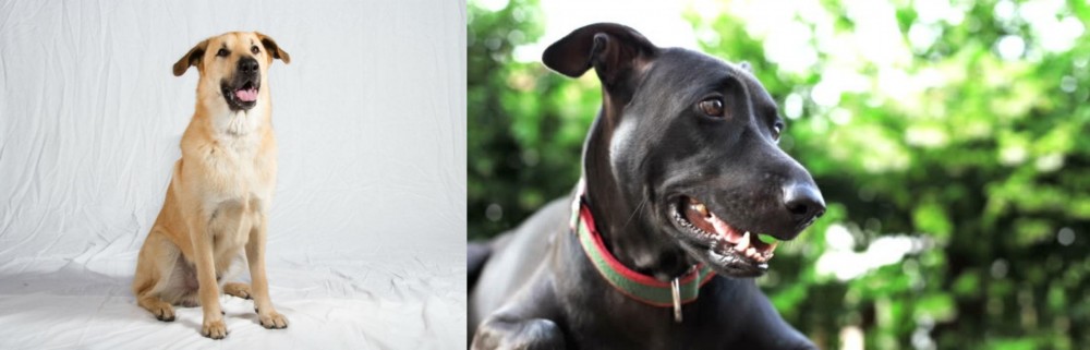 Shepard Labrador vs Chinook - Breed Comparison