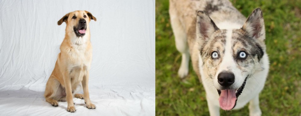 Shepherd Husky vs Chinook - Breed Comparison