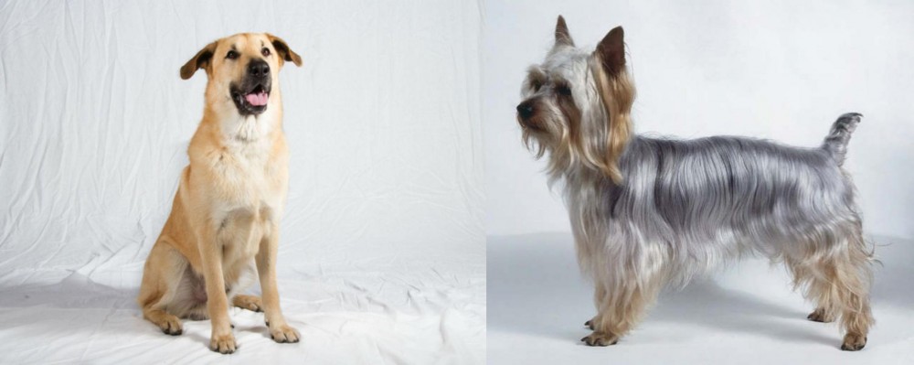 Silky Terrier vs Chinook - Breed Comparison