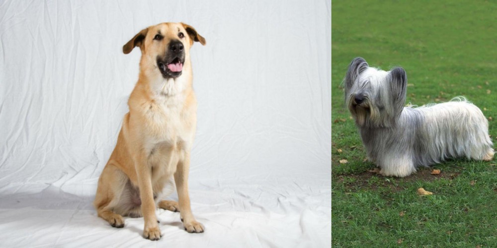Skye Terrier vs Chinook - Breed Comparison