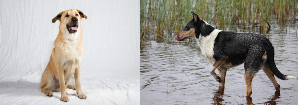 Smooth Collie vs Chinook - Breed Comparison