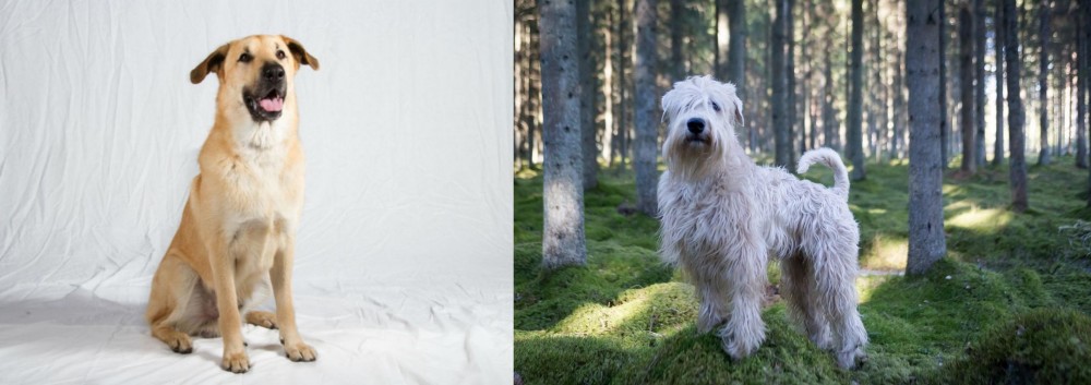 Soft-Coated Wheaten Terrier vs Chinook - Breed Comparison