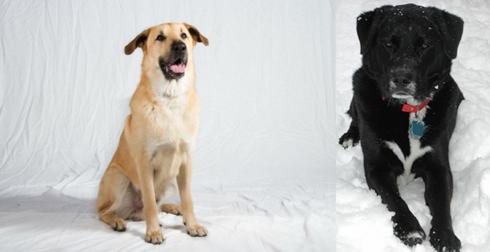 St. John's Water Dog vs Chinook - Breed Comparison