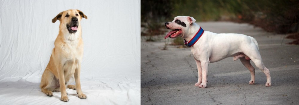 Staffordshire Bull Terrier vs Chinook - Breed Comparison