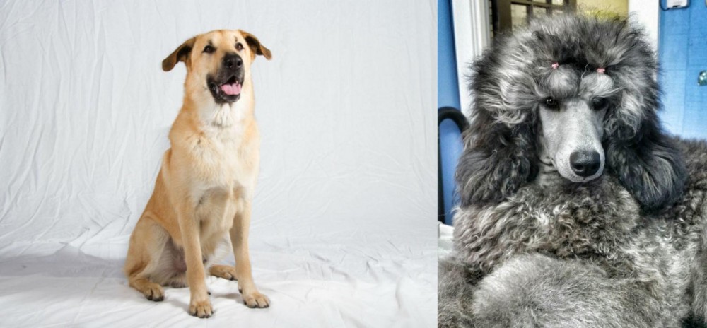 Standard Poodle vs Chinook - Breed Comparison
