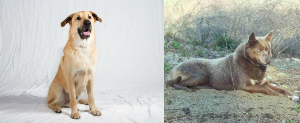 Tahltan Bear Dog vs Chinook - Breed Comparison