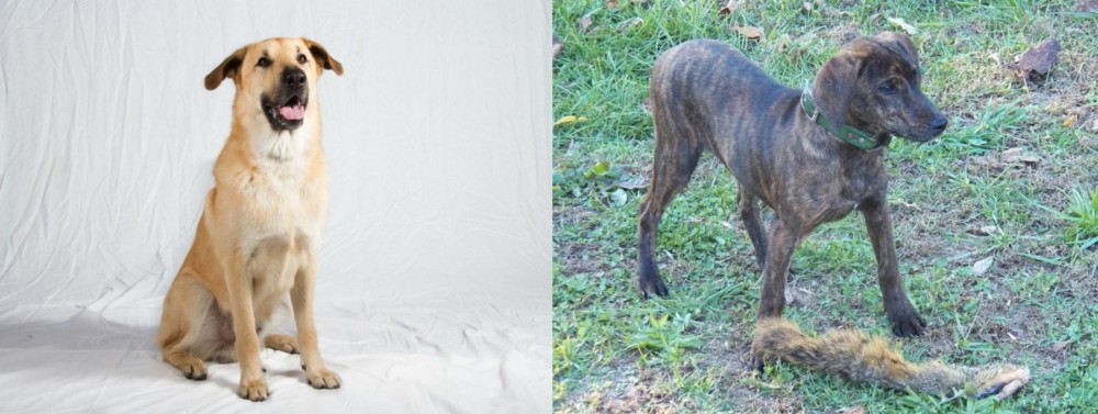 Treeing Cur vs Chinook - Breed Comparison
