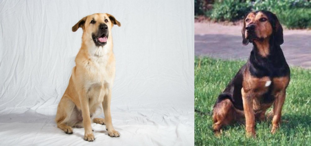 Tyrolean Hound vs Chinook - Breed Comparison