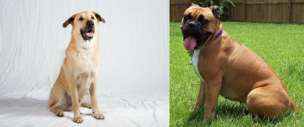 Valley Bulldog vs Chinook - Breed Comparison