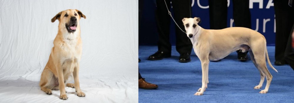 Whippet vs Chinook - Breed Comparison