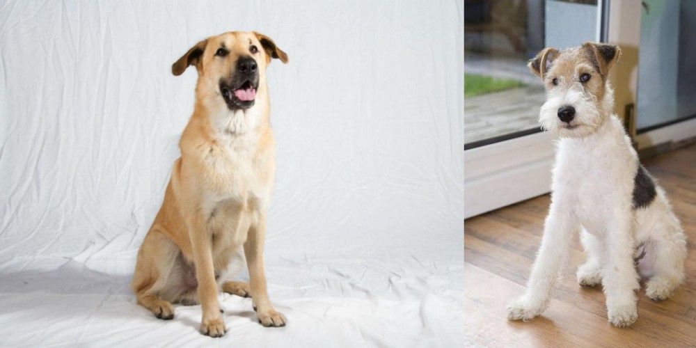 Wire Fox Terrier vs Chinook - Breed Comparison