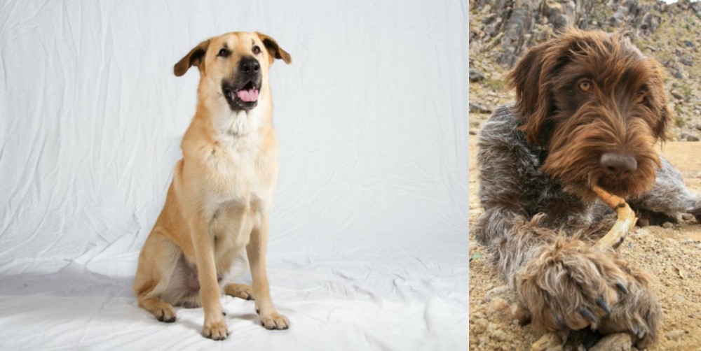 Wirehaired Pointing Griffon vs Chinook - Breed Comparison