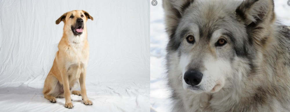 Wolfdog vs Chinook - Breed Comparison