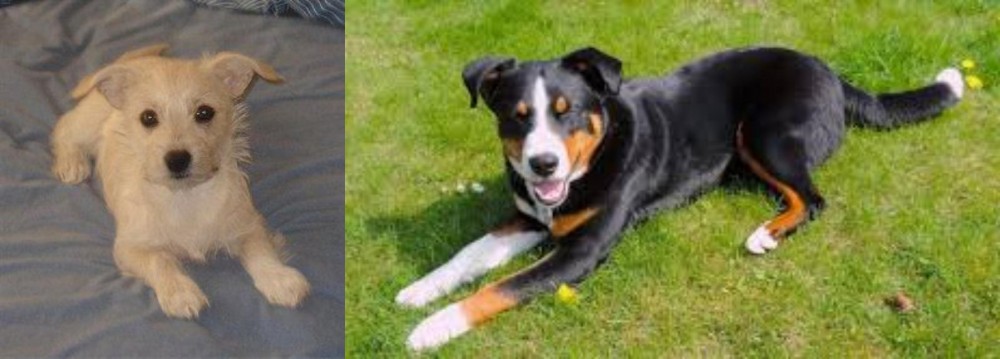 Appenzell Mountain Dog vs Chipoo - Breed Comparison