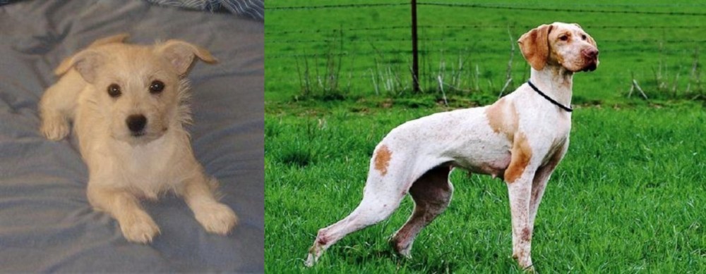 Ariege Pointer vs Chipoo - Breed Comparison