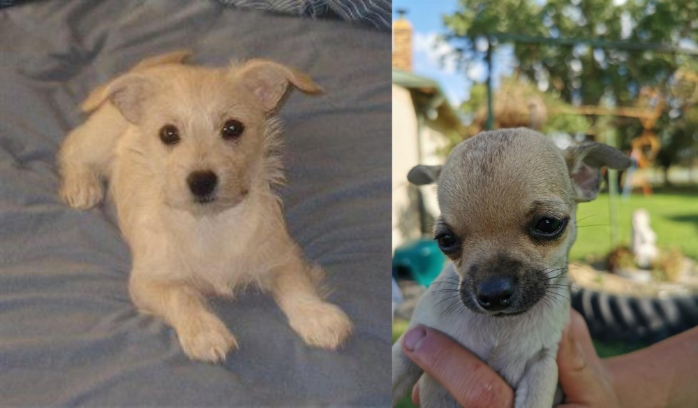Chihuahua vs Chipoo - Breed Comparison