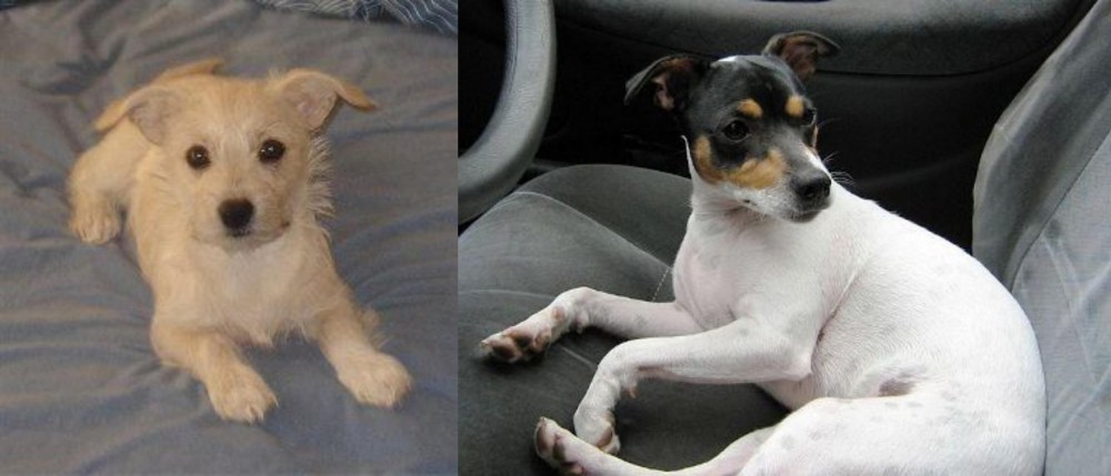 Chilean Fox Terrier vs Chipoo - Breed Comparison