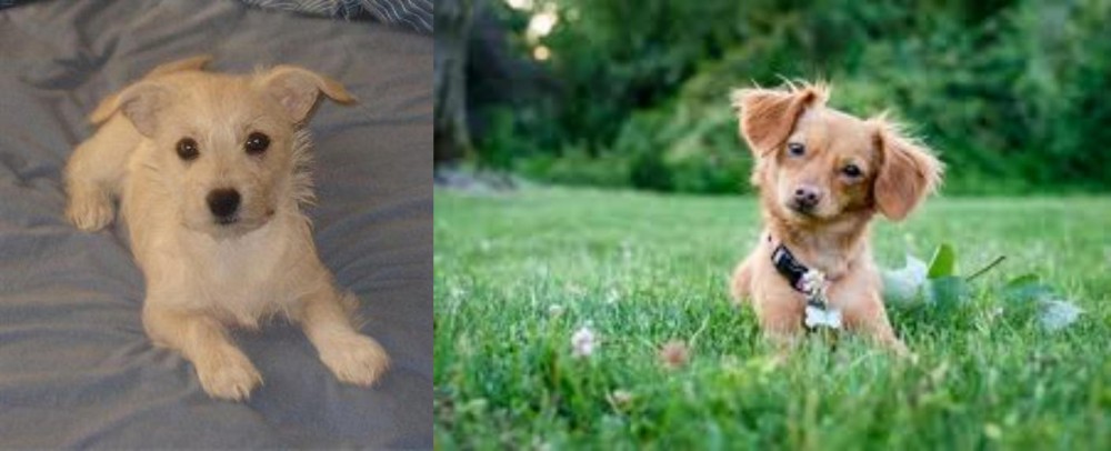 Chiweenie vs Chipoo - Breed Comparison