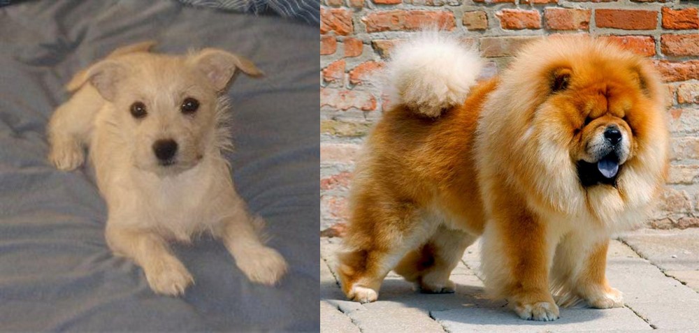 Chow Chow vs Chipoo - Breed Comparison