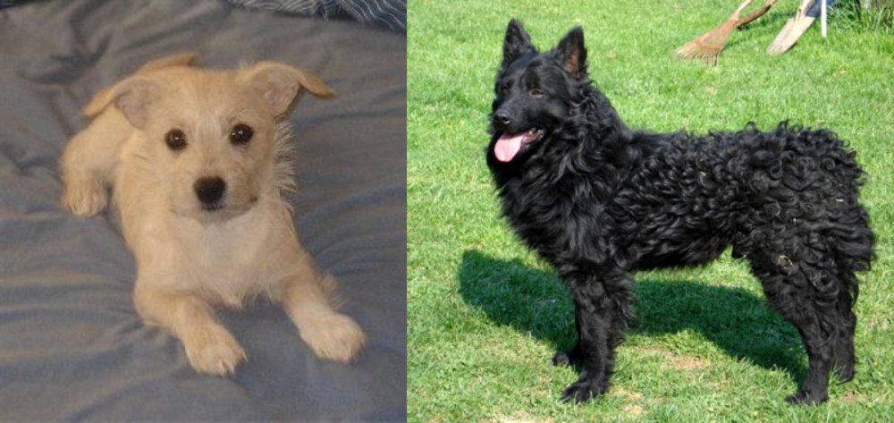 Croatian Sheepdog vs Chipoo - Breed Comparison