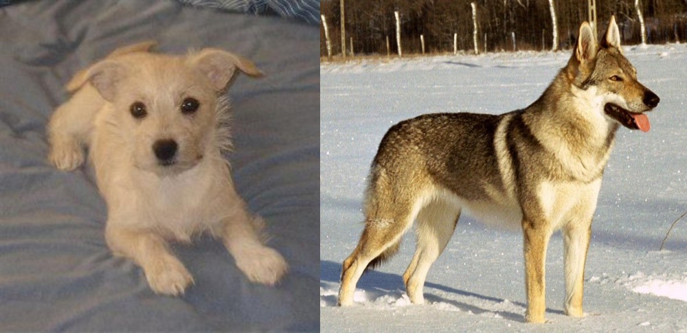 Czechoslovakian Wolfdog vs Chipoo - Breed Comparison