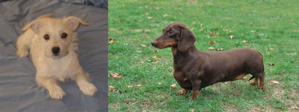 Dachshund vs Chipoo - Breed Comparison