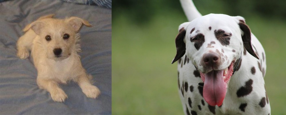 Dalmatian vs Chipoo - Breed Comparison