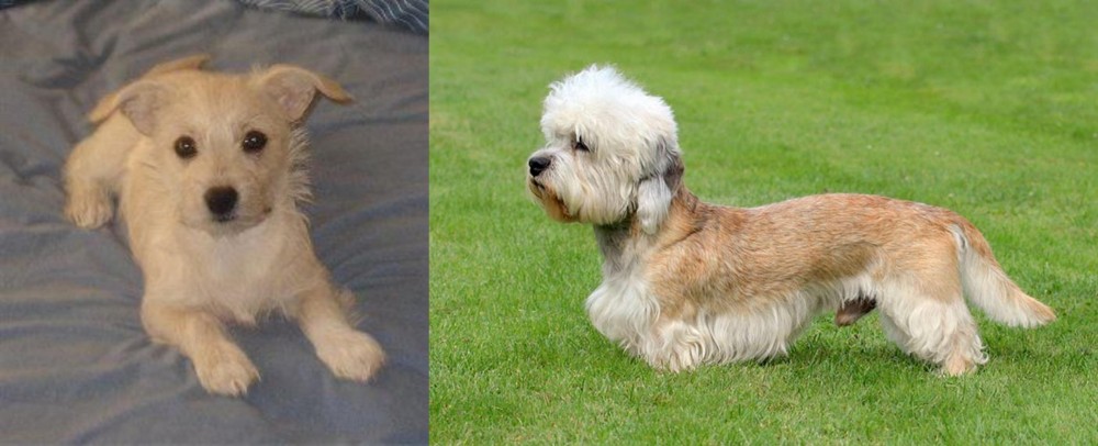 Dandie Dinmont Terrier vs Chipoo - Breed Comparison