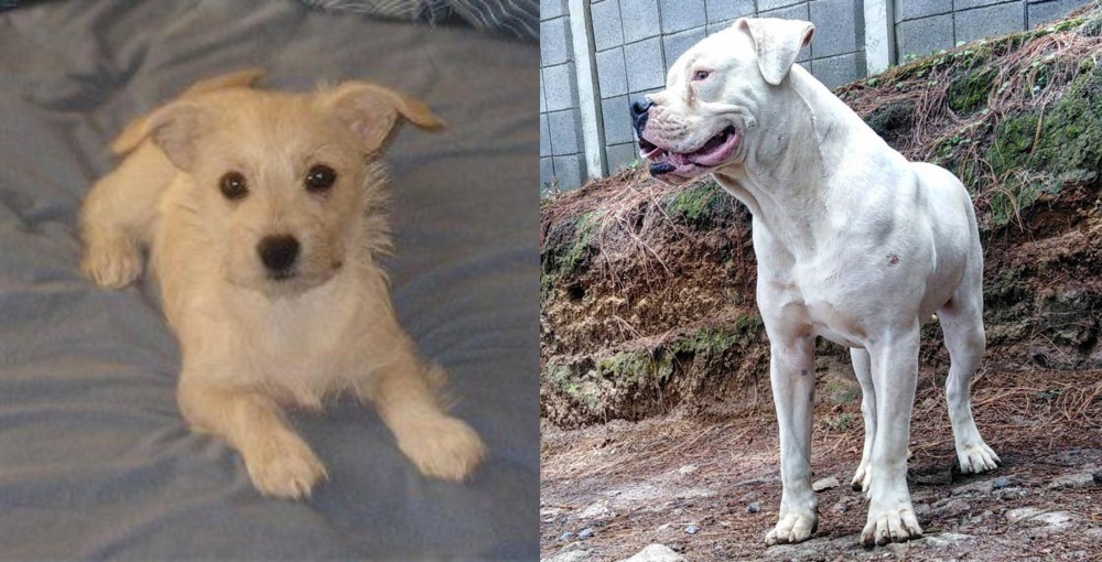 Dogo Guatemalteco vs Chipoo - Breed Comparison