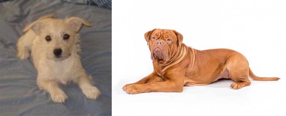 Dogue De Bordeaux vs Chipoo - Breed Comparison