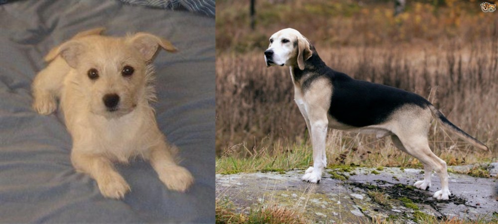 Dunker vs Chipoo - Breed Comparison