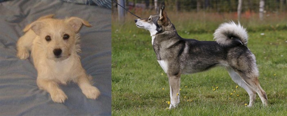 East Siberian Laika vs Chipoo - Breed Comparison