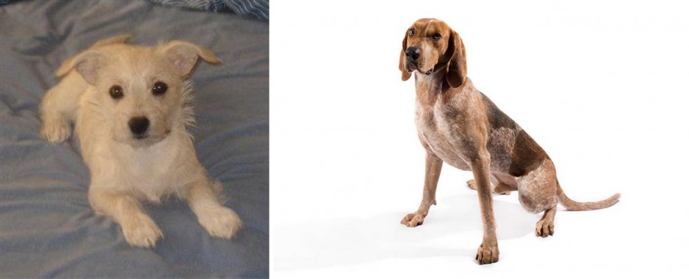 English Coonhound vs Chipoo - Breed Comparison