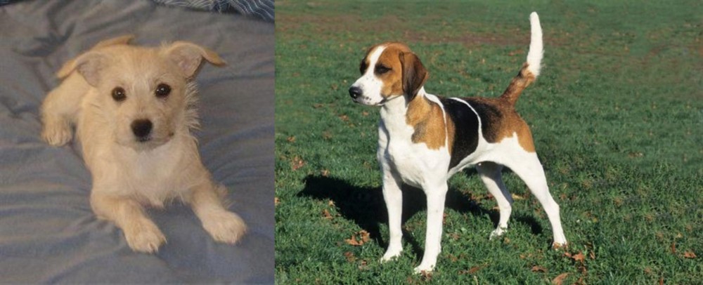English Foxhound vs Chipoo - Breed Comparison