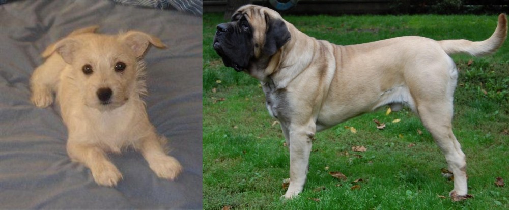 English Mastiff vs Chipoo - Breed Comparison