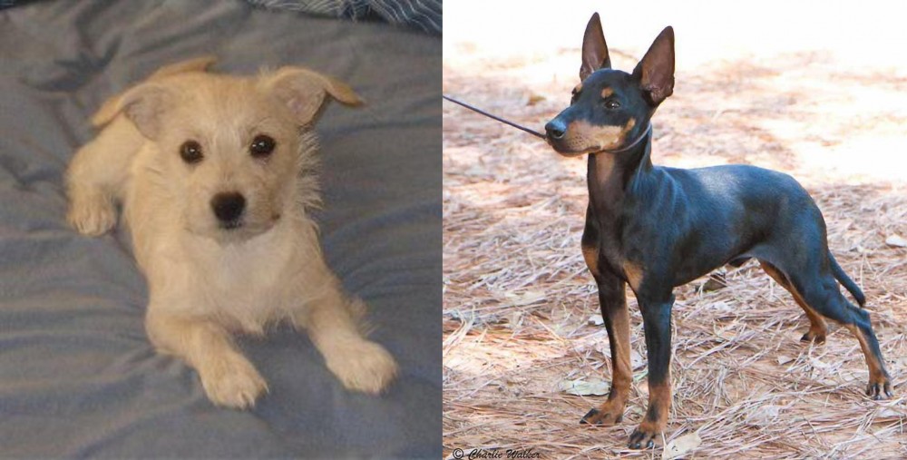English Toy Terrier (Black & Tan) vs Chipoo - Breed Comparison
