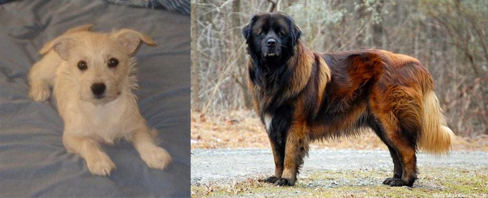 Estrela Mountain Dog vs Chipoo - Breed Comparison