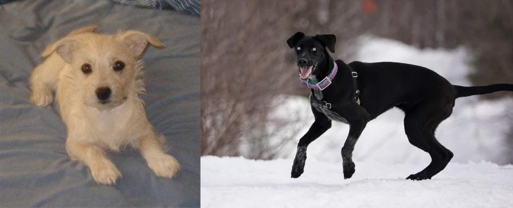 Eurohound vs Chipoo - Breed Comparison