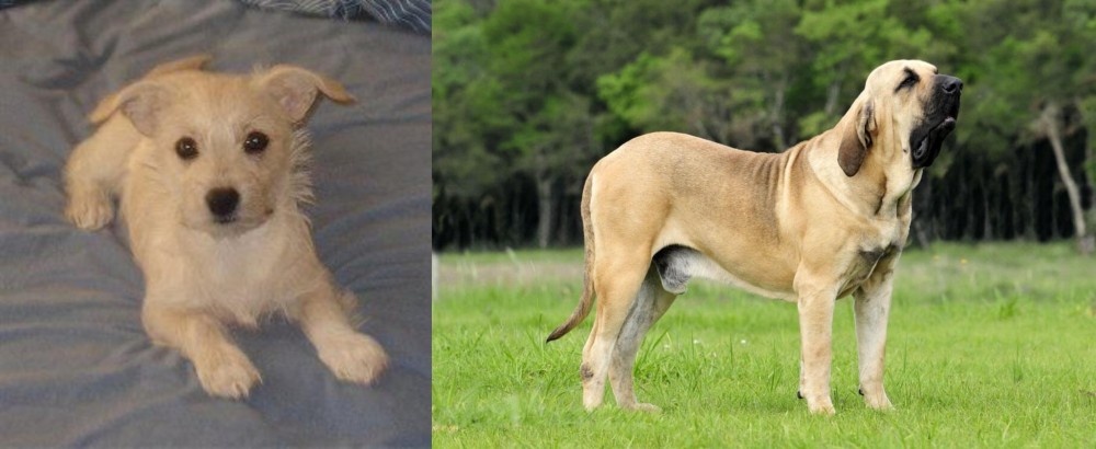 Fila Brasileiro vs Chipoo - Breed Comparison
