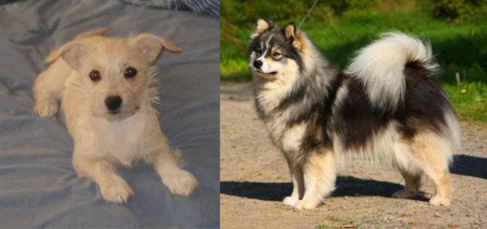 Finnish Lapphund vs Chipoo - Breed Comparison