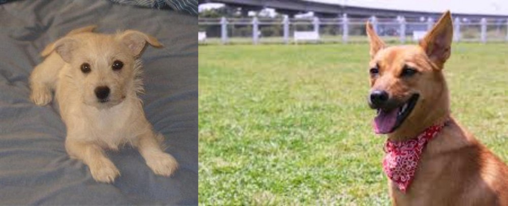 Formosan Mountain Dog vs Chipoo - Breed Comparison
