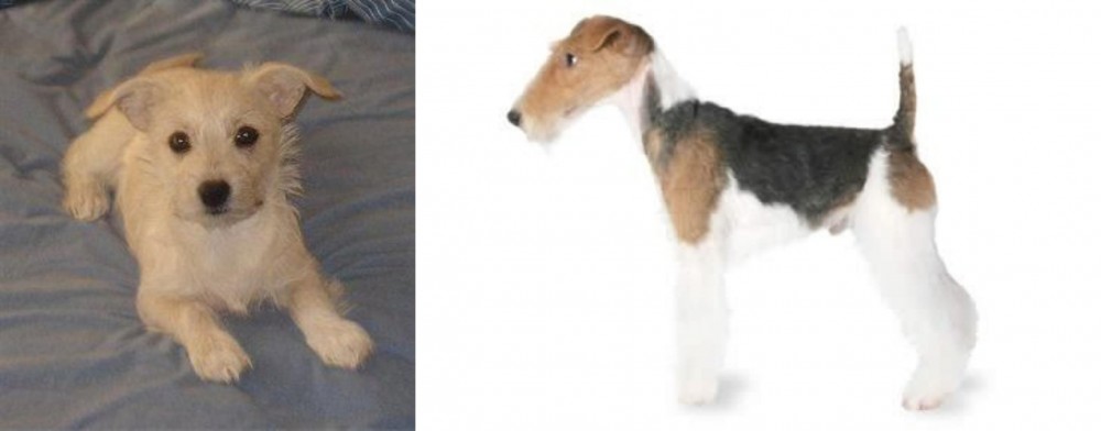 Fox Terrier vs Chipoo - Breed Comparison