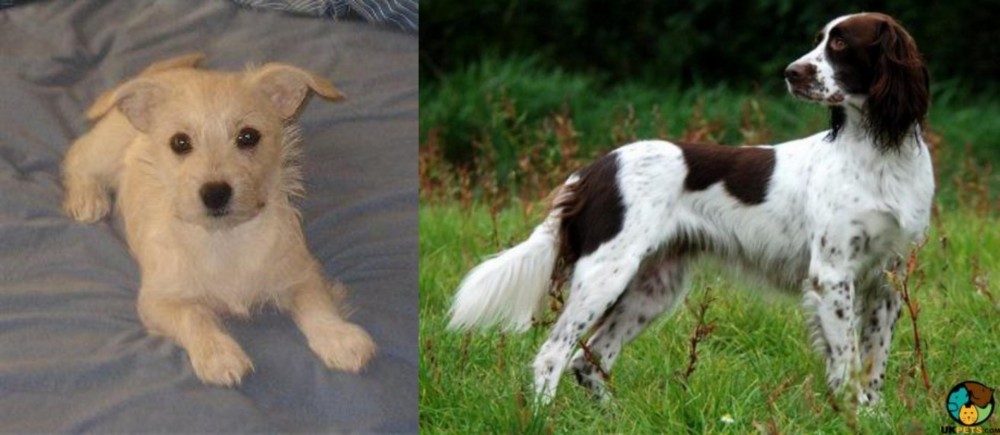 French Spaniel vs Chipoo - Breed Comparison